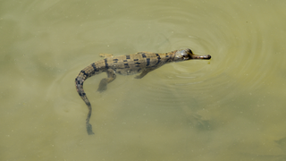 Scientists Found a Secret Breeding Site of One of the World's Most Endangered Reptiles<i></i><i></i>